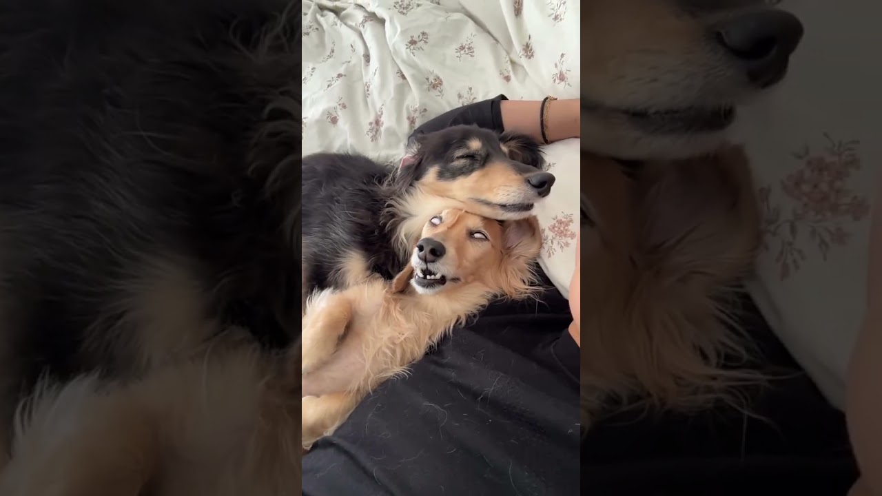 ママの腕枕ですやすや眠るふたり🐶💤なのちゃんの無防備な寝顔に癒される🥹 「れむくん/なのちゃん」Instagram@lemnano #犬王国 #ダックスフンド #ダックスフンドのいる暮らし