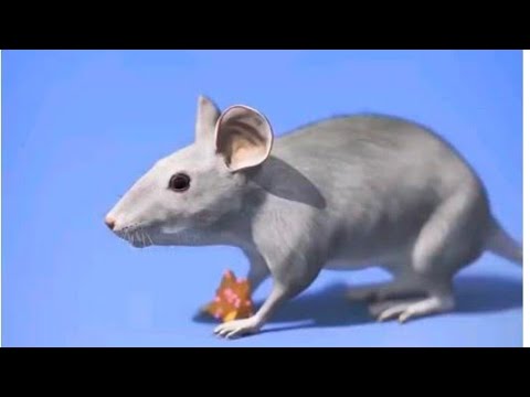 Paradise main zahir,cat food paradise