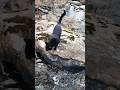 Behemoth The Black Cat Exploring The Creek Cat Nature Shorts ネコ
