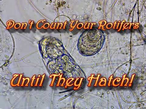 Cephalodella Egg Hatching