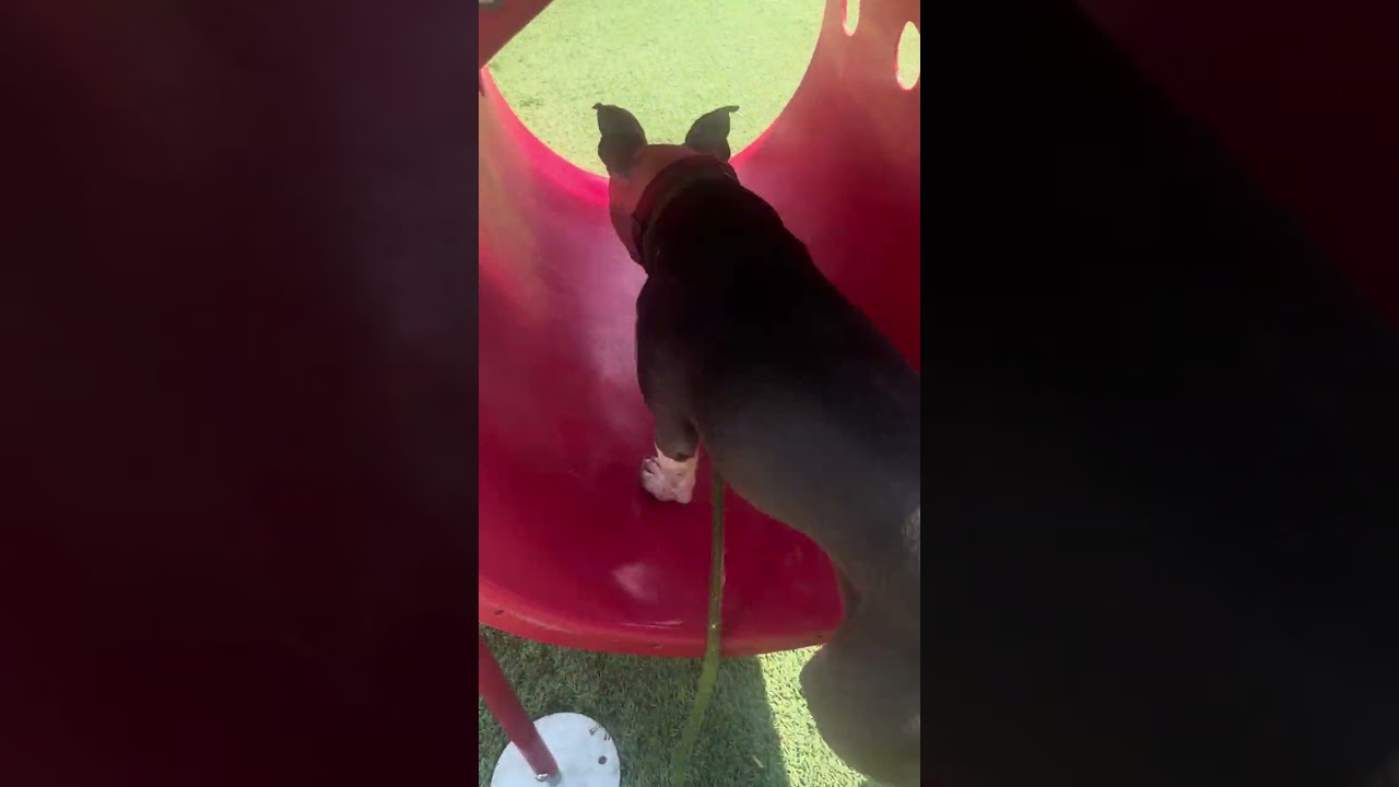 Enlarge Knuckles, a Adoptable American Staffordshire Terrier in Belleville, IL video 6/6