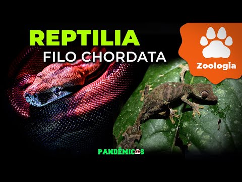 Filo Chordata: Classe Reptilia