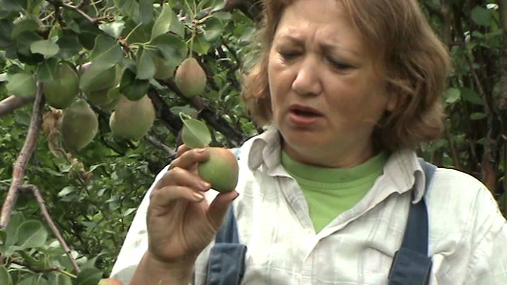 Груша осенняя Каратаевская