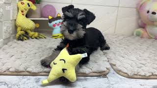 ミニチュアシュナウザーの動画01