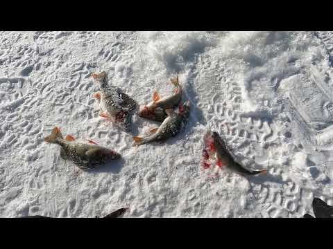 20220331 Ahventa Varvista