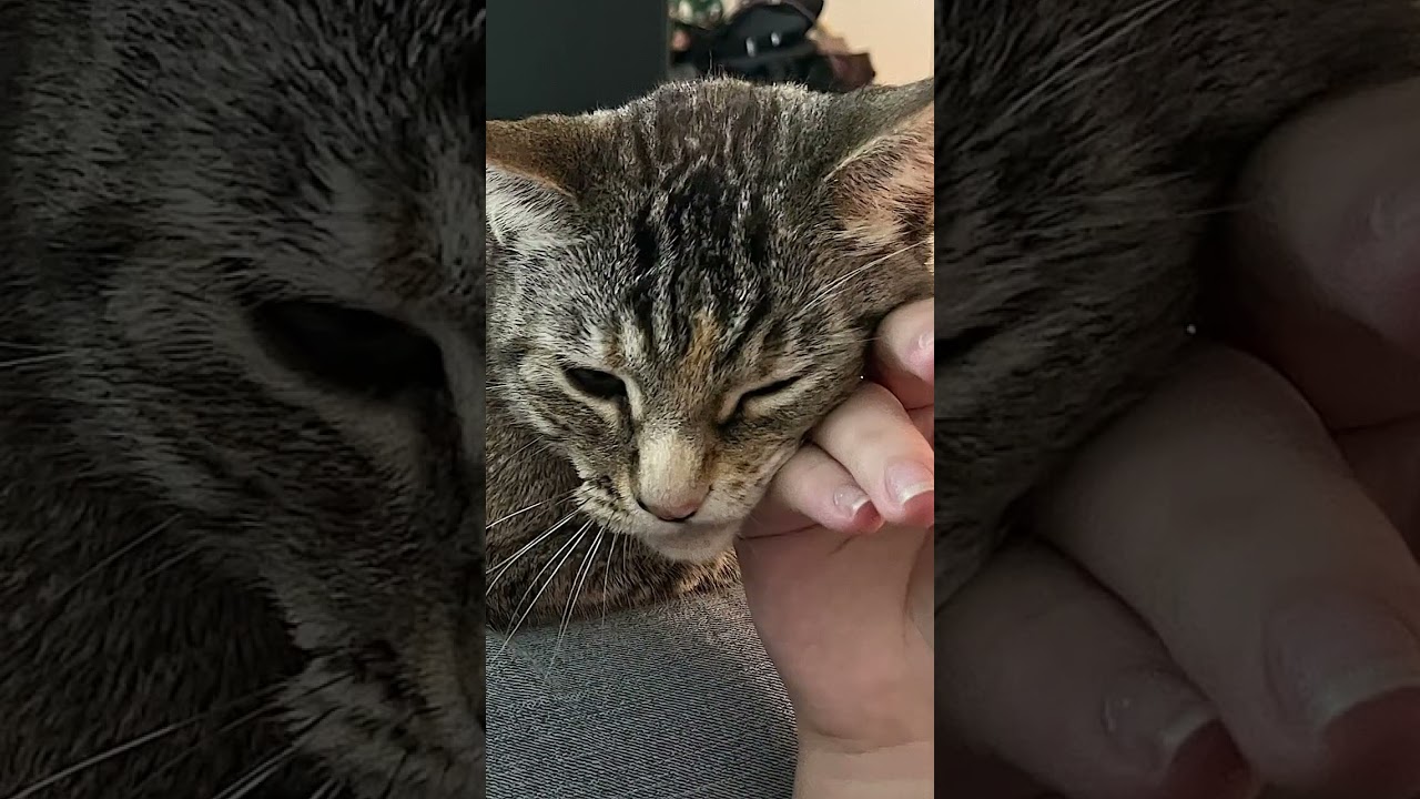 Mocha, an adopted Domestic Short Hair in Amherst, MA video 6/6