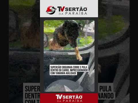 A entrada triunfal: cadela Coca-Cola dá salto espetacular para dentro de carro e viraliza