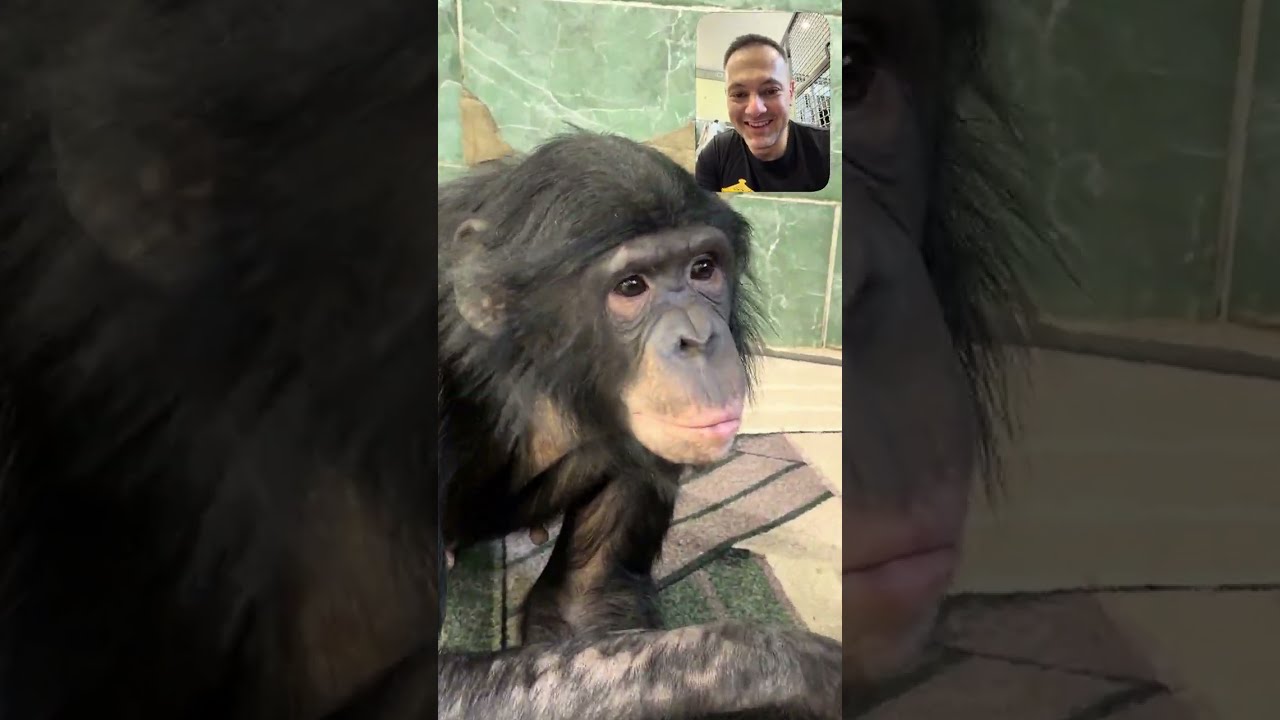 Африканская Девушка Разорвала Сумочку в Клочья!