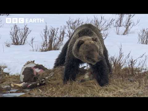 Grizzly Bear vs Scavengers: Who Will Claim The Frozen Prize? | Great American Thaw | BBC Earth