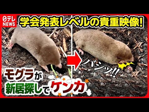 モグラかハタネズミか?一目でわかる違い トピックス