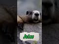 KD a Joice? #shorts #shortshumor #memes #nomes #entreterimento #diversão #joice