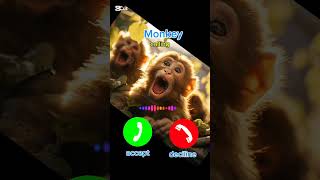 Download lagu #monkey #callringtone #ringtone #shorts mp3 Download lagu #monkey #callringtone #ringtone #shorts mp3