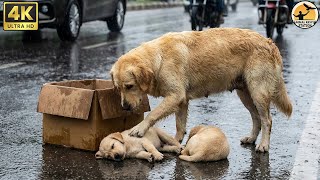 A Kind Stranger Rescues an Abandoned Mother Dog and Her Puppies