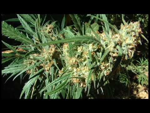 Delmighty Sounds - Zuchri Dub (Harvest Mix)