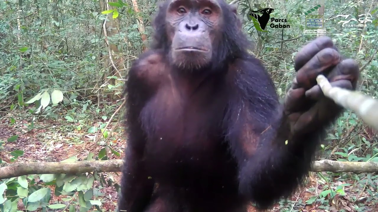 Chimpanzee uses a stick to investigate a camera in Batéké Plateau National Park, Gabon