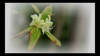 アカヤシオ・ヒカゲツツジの競演：古賀志山散策