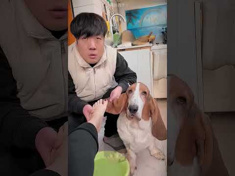 Chú chó này có đôi tai đặc biệt