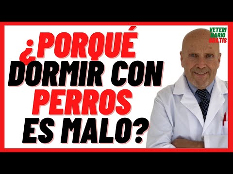 Los riesgos de dormir con perros: bacterias, parásitos y problemas de conducta que amenazan el hogar