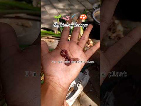 My favorite kind of therapy 🌱🪱 #transformation  #plantmagic #beforeandafter #indoorgarden #shorts