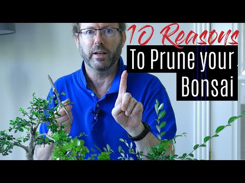 Bonsai Care - How to prune your Bonsai tree  |  Part 1