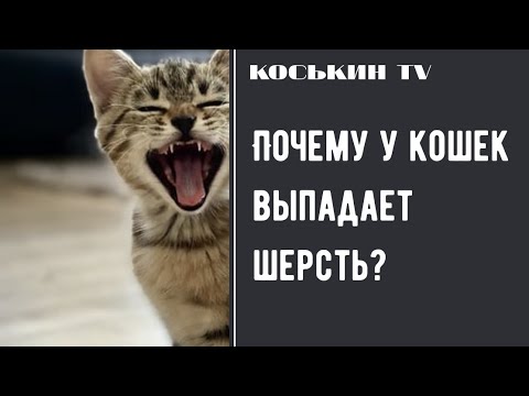 ПОЧЕМУ У КОШКИ ВЫПАДАЕТ ШЕРСТЬ НА ЖИВОТЕ | НА ЛАПАХ | У ХВОСТА?