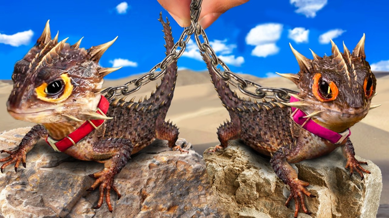 I Bought 2 Pet Dragons