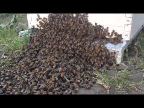 download lagu mp3 mp4 Beekeepers Chico Ca, download lagu Beekeepers Chico Ca gratis, unduh video klip Beekeepers Chico Ca