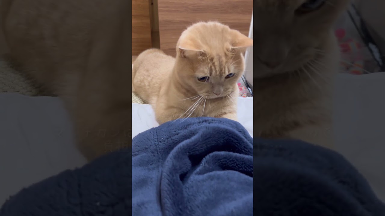 マンチカンは関節が悪くなりやすいらしいので、階段を用意したら…