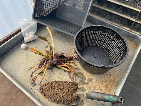 How to plant a waterlily in a basket