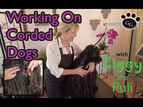Corded Dog Maintenance - Working On A Puli - Gina's Grooming