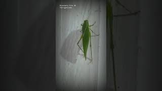 Download lagu Discovery file 36 Tettigoniidae 🐮🐈 Jangkrik semak #shorts #tiktok #animals mp3 Download lagu Discovery file 36 Tettigoniidae 🐮🐈 Jangkrik semak #shorts #tiktok #animals mp3
