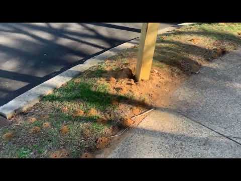 Quite a Massive Digger Bee Infestation in Holmdel, NJ