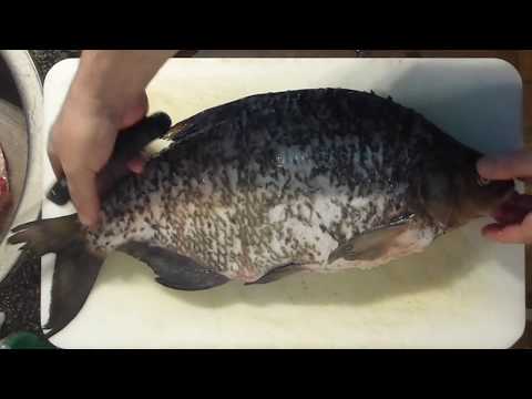 Was Opa noch wusste: Brassen grätenfrei filetieren