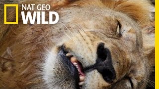 Lion Hunters | Maneater Manhunt: Lion Attack