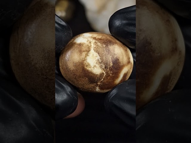 حجر عقيق بافوري مصور طبيعي