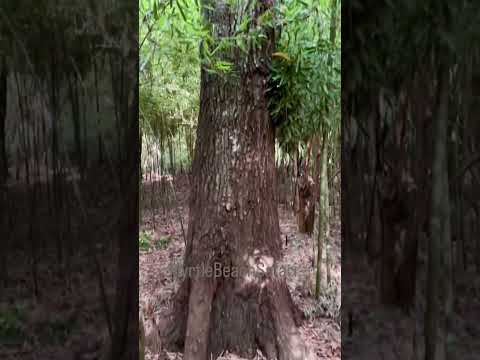 Vali and family way out on Ape island  at MyrtleBeachSafari preserve. #savetheapessavetheworld
