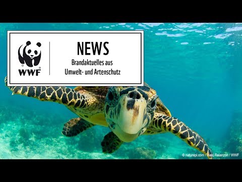 Warum Meeresschildkröten vom Aussterben bedroht sind