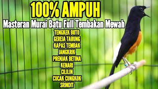 Download lagu MURAI BATU GACOR FULL TEMBAKAN AMPUH BUAT MASTERAN AGAR BUNYI JADIKAN MURAI ANDA BONGKAR ISIAN mp3 Download lagu MURAI BATU GACOR FULL TEMBAKAN AMPUH BUAT MASTERAN AGAR BUNYI JADIKAN MURAI ANDA BONGKAR ISIAN mp3