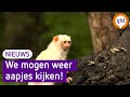 De Apenheul gaat weer open: 'Vanaf vrijdag iedereen welkom'