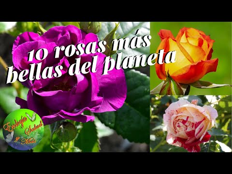 , title : '10 Rosas más bellas del planeta'