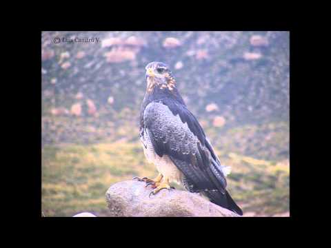 download lagu mp3 mp4 El Aguila Chilena, download lagu El Aguila Chilena gratis, unduh video klip El Aguila Chilena