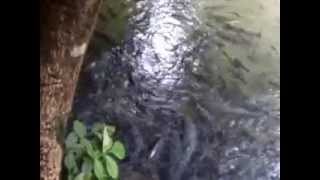preview picture of video 'ปลาพลวง ถ้ำปลา แม่ฮ่องสอน 2014-08-17 11.42 a.m.'