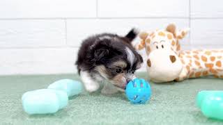 ハーフ犬の動画01