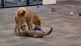 Ketika Cheetah Dan Anjing Main Bersama Di Kebun Binatang