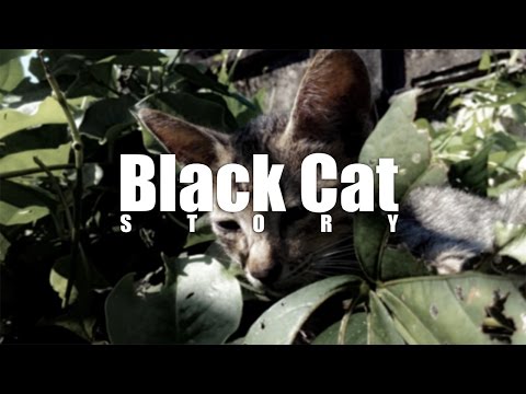 Black Cat Story