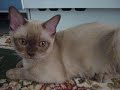 Burmés - Talking burmese cat  Burmés - Talking burmese cat