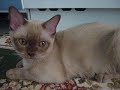 Burmés - Talking burmese cat 