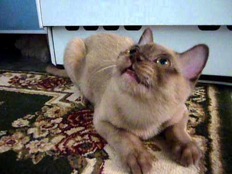 Talking burmese cat