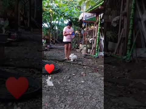 #tiktok JOHARA AND JOHANA are feeding the BUNNY🐇 | Johara and Johana