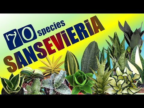 70 SANSEVIERIA SPECIES | HERB STORIES